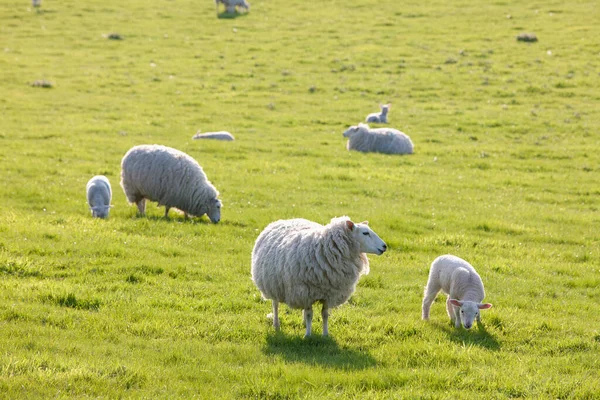 Pecora Campo Nella Tipica Campagna Inglese Rolling Hills Intorno Villaggio — Foto Stock