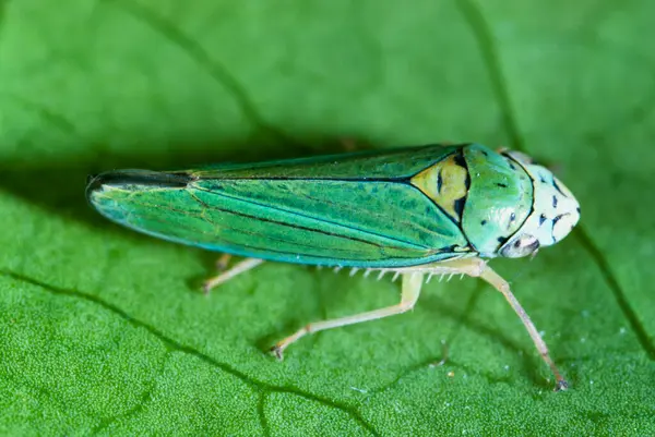 Agriculture Blue Green Sharpshooter Graphocephala Atropunctata Adult — Stock Photo, Image
