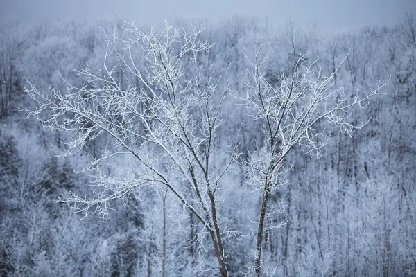 Barren Trees Caledon Badlands Inglewood Fresh Dusting Snow Ontario Canada — стокове фото