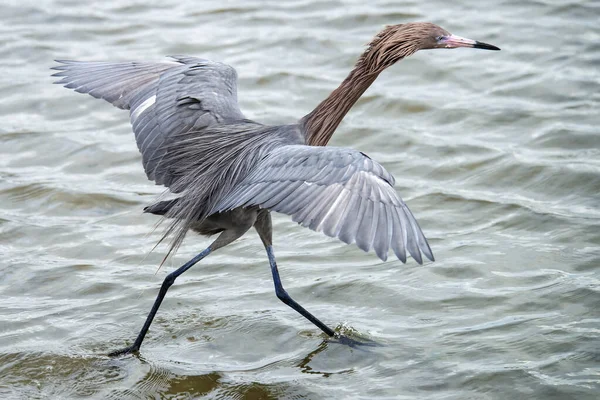 Красный Эгрет Egret Rufescens Южный Падре Айленд Техас Сша — стоковое фото