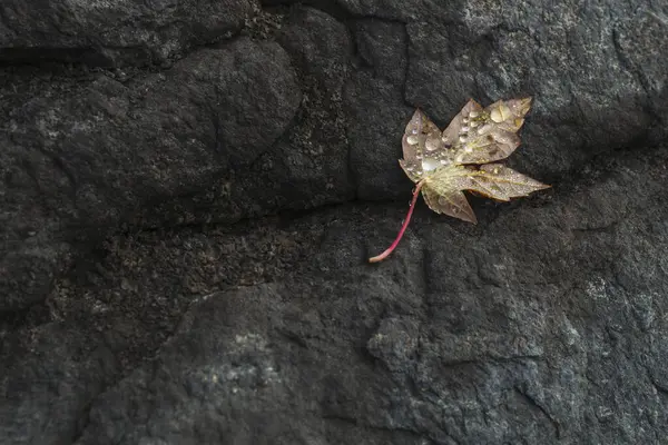 Brown Leaf Laying Black Rock Ontario Canada — стоковое фото