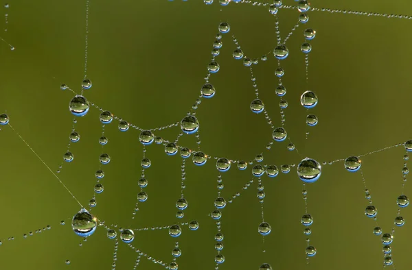 Spider Web Catching Dew Astoria Oregon États Unis Amérique — Photo