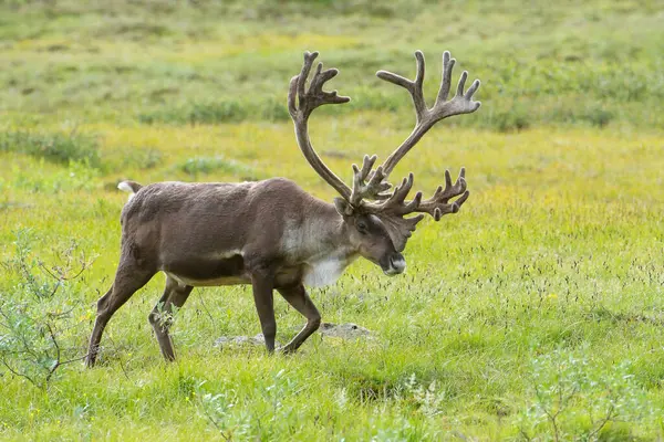 Losa Cervus Canadensis Kráčející Louce — Stock fotografie