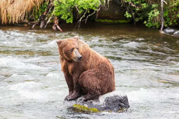 Медведь Гризли Ursus Arctos Ловящий Лосося Водопаде Брукс Национальном Парке — стоковое фото