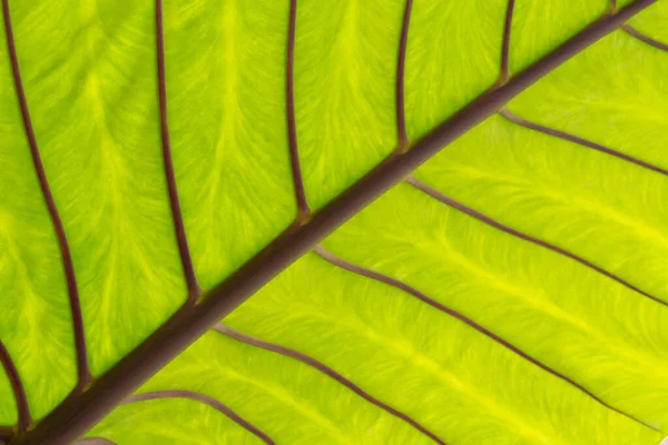 Close Taro Leaf Maui Hawaii Verenigde Staten Van Amerika — Stockfoto