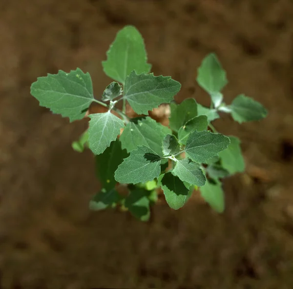 Landwirtschaft Unkraut Lammquartiere Chenopodium Album Aka Weiße Gänsefuß Junge Pflanze — Stockfoto