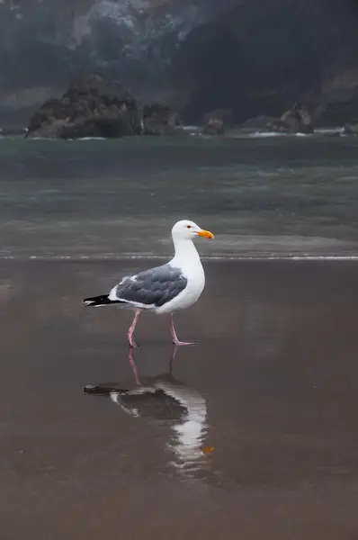 Western Sirály Larus Occidentalis Walking Beach Cannon Beach Oregon Amerikai — Stock Fotó