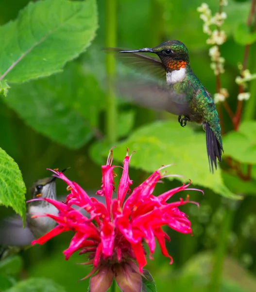 Hummingbirds Red Flower Field Ontario Canada — Stock Photo, Image