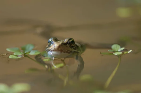 Red Legged Frog Floating Pond Astoria Oregon Spojené Státy Americké — Stock fotografie