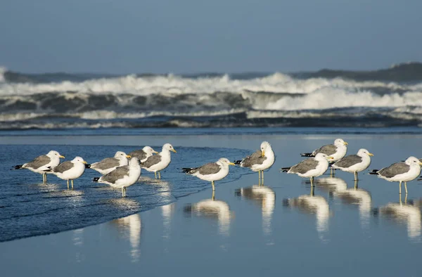 California Gulls Larus Californicus Resting Beach Ilwaco Washington Estados Unidos — Fotografia de Stock