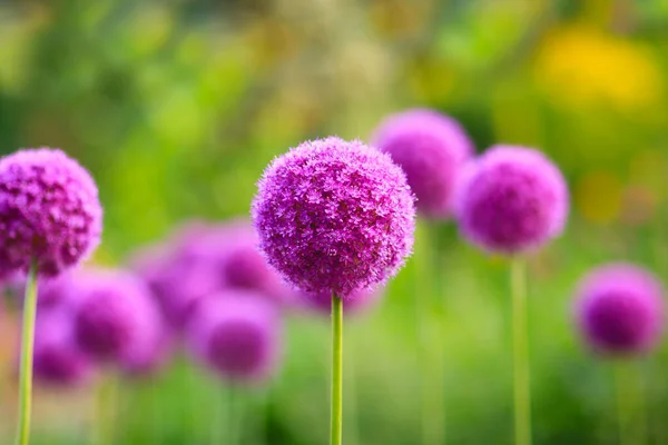 Purple Allium Flowers Assiniboine Park Winnipeg Manitoba Canada — 图库照片