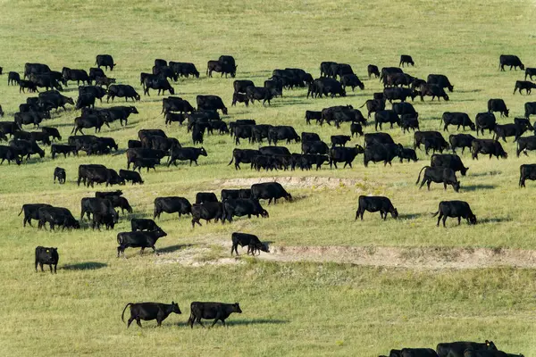 Black Angus Cattle Herd Udenfor Badlands National Park South Dakota - Stock-foto