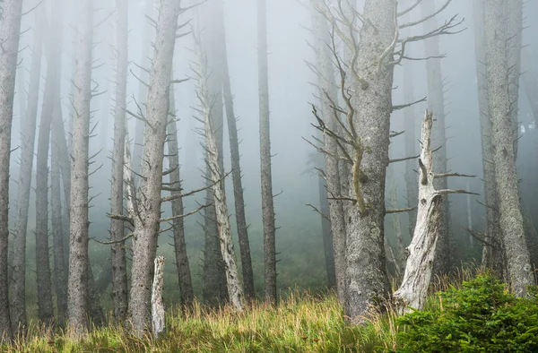 Nebbia Che Ammorbidisce Foresta Parco Statale Ecola Cannon Beach Oregon — Foto Stock