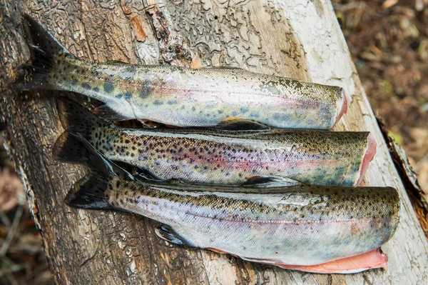 Tres Truchas Arco Iris Destripadas Columbia Británica Canadá — Foto de Stock