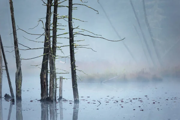 Dead Trees Mist Unnamed Pond Algonquin Park Ontario Canada — Stock Photo, Image