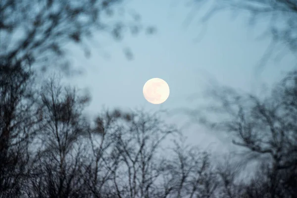 Una Luna Llena Cielo Azul Con Silueta Ramas Árboles Sin — Foto de Stock