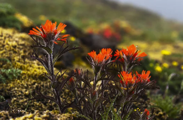 Pincel Indio Castilleja Florece Una Ladera Elsie Oregon Estados Unidos — Foto de Stock