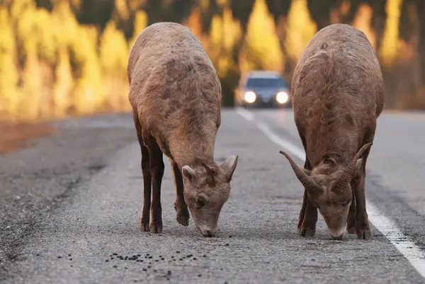 Две Овцы Бигхорн Ovis Canadensis Пасущиеся Вдоль Дороги Автомобилем Приближается — стоковое фото