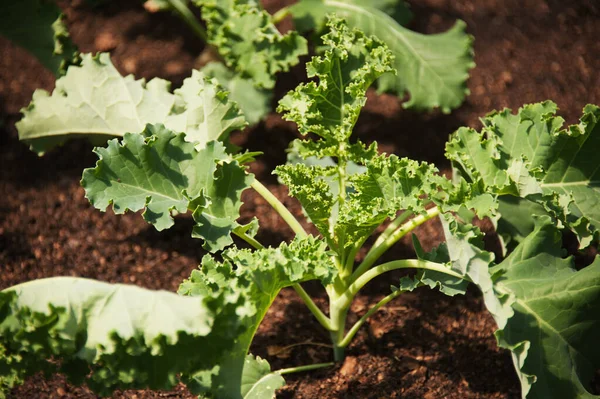 Kale Growing Garden Турмонт Мэриленд Соединенные Штаты Америки — стоковое фото