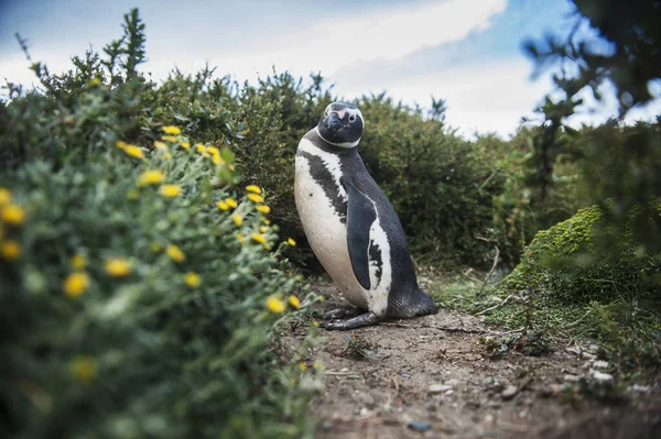 Magellansk Pingvin Spheniscus Magellanicus Punta Arenas Magallanes Chile — Stockfoto