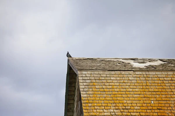 Pigeon Old Barn Roof Rotting Shakes Albert Alberta Canada — Foto Stock