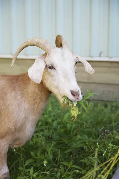 Cabra Comiendo Hierba Una Granja Alliston Ontario Canadá —  Fotos de Stock