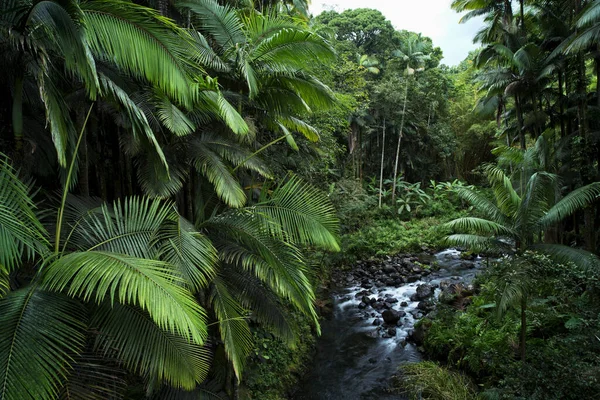 Honolii Tropical Forest Stream Big Island Hawaje Stany Zjednoczone Ameryki — Zdjęcie stockowe