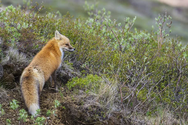 Renard Roux Vulpes Vulpes Dans Parc National Denali Printemps Alaska — Photo