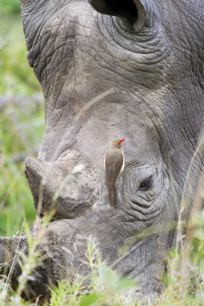 Severní White Rhinoceros Ceratotherium Simum Cottoni Ptákem Čelo Pořízeno Gomo — Stock fotografie