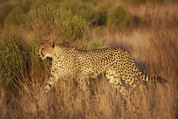 Cheetah Brown Grass South Africa — Stock Photo, Image