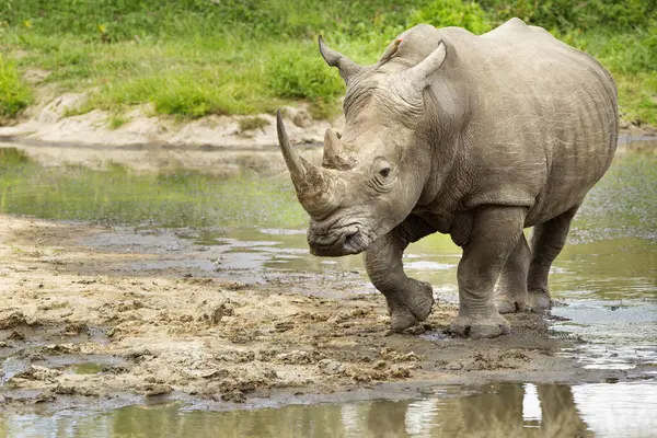 Northern White Rhinoceros Ceratotherium Simum Cottoni Watering Hole Gomo Gomo — Stock Photo, Image