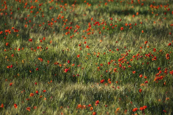 Red Popies Growing Field Cite France — стокове фото