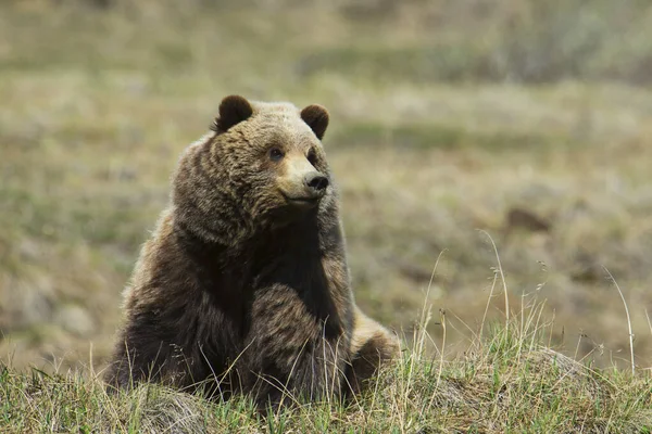 Brown Bear Sitting Watching Denali National Park Springtime Alaska United — Stock Photo, Image