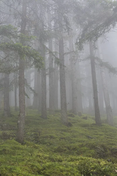 Деревья Травяном Склоне Тумане Лансербах Австрия — стоковое фото