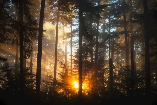 Setting Sun Breaking Fog Starburst Colour Brightens Forest Tongass National — стоковое фото