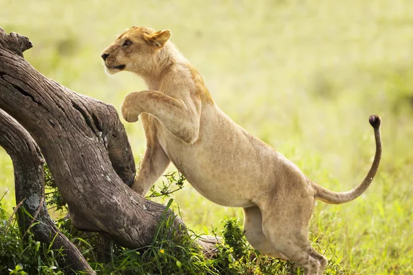 Lioness Chasing Prey Serengeti Plains Tanzania — Stock Photo, Image