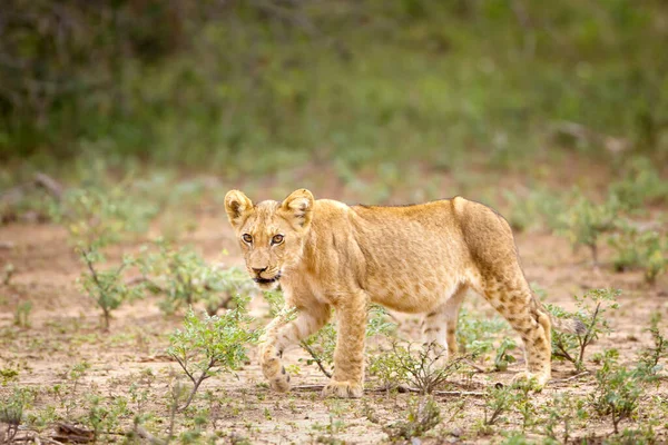 Giovane Cucciolo Leone Piedi Kruger National Park Sud Africa — Foto Stock