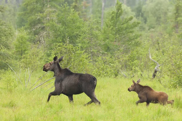 Moose Young Calf Thunder Bay Ontario Canadá —  Fotos de Stock