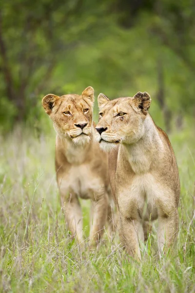 Twee Vrouwelijke Leeuwen Jacht Serengeti Vlakte Een Heeft Een Slag — Stockfoto