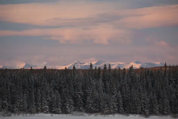 Bosque Siempreverde Con Las Montañas Rocosas Canadienses Distancia Amanecer Invierno — Foto de Stock