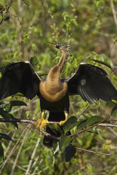 Anghinga Anhinga Anhinga Reposant Dans Arbre Les Ailes Étirées Séchant — Photo