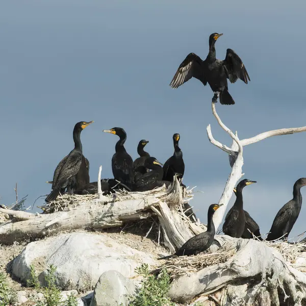 Black Birds Perching Rocks Driftwood Blue Sky Kenora Ontario Kanada — Stock fotografie