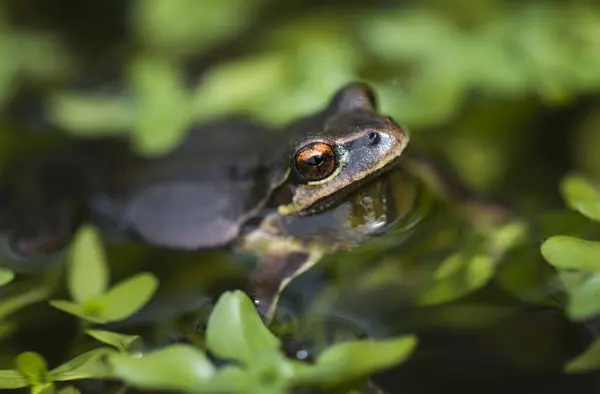 Pacific Tree Frog Pseudacris Regilla Pond Astoria Oregon Verenigde Staten — Stockfoto