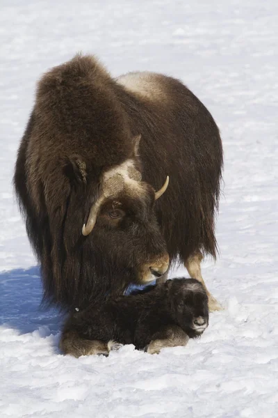 Vaca Muskox Ternero Recién Nacido Nieve Centro Conservación Vida Silvestre — Foto de Stock