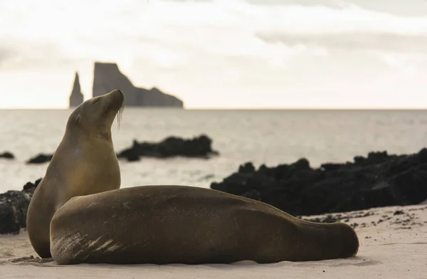 Galapagos Oroszlánfókák Tengerparton Rúgó Sziklával Háttérben San Cristobal Sziget Galapagos — Stock Fotó