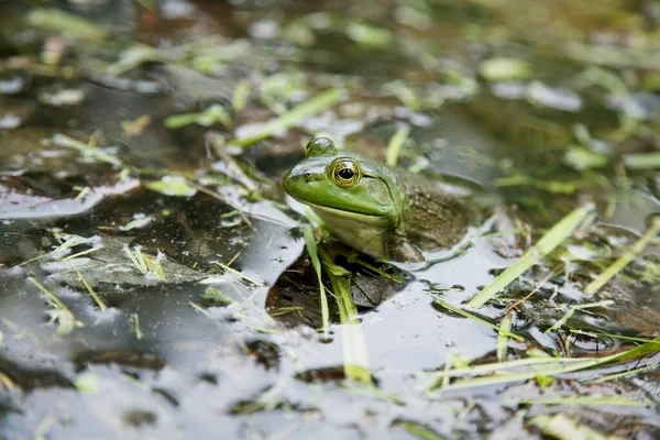 New Hampshire Auburn Gros Plan Une Grenouille Dans Étang Herbeux — Photo