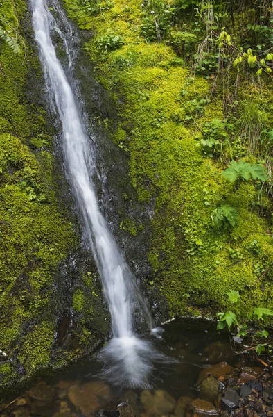 Mountain Brook Cascading Saddle Mountain Hamlet Oregon Estados Unidos América —  Fotos de Stock