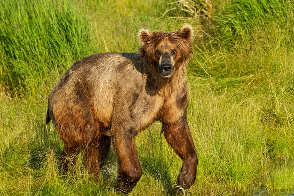 Brown Bear Ursus Arctos Running Camera Tall Grass Bank Brooks — Stock Photo, Image