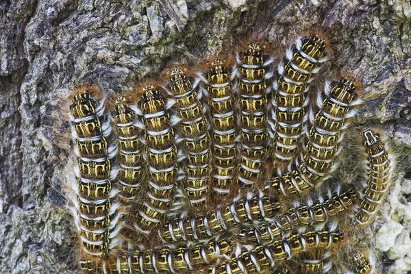 Eine Ansammlung Von Raupen Versammeln Sich Auf Einem Baum Bolivien — Stockfoto