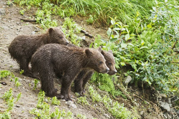 Brown Bears Ursus Arctos Cubs River Bank Brooks River Fishing — Φωτογραφία Αρχείου